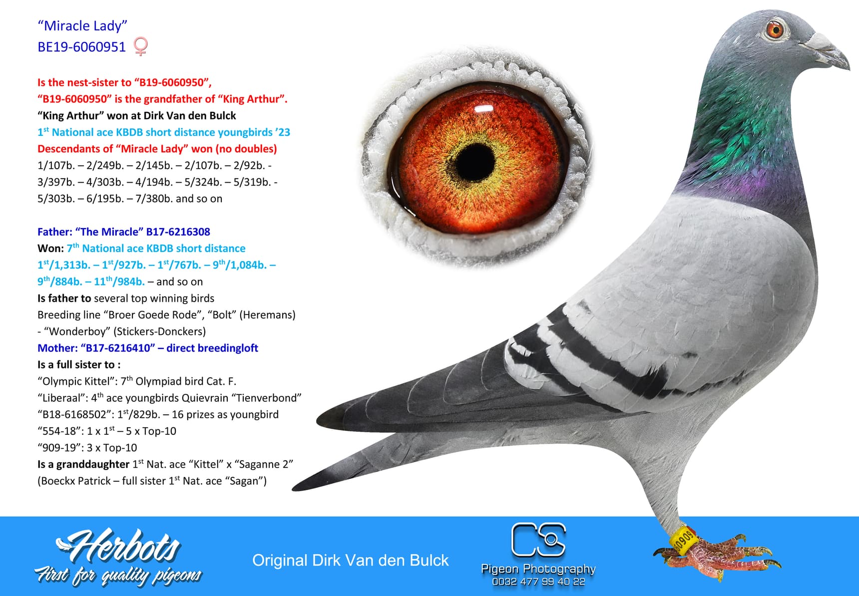 pigeon: undefined