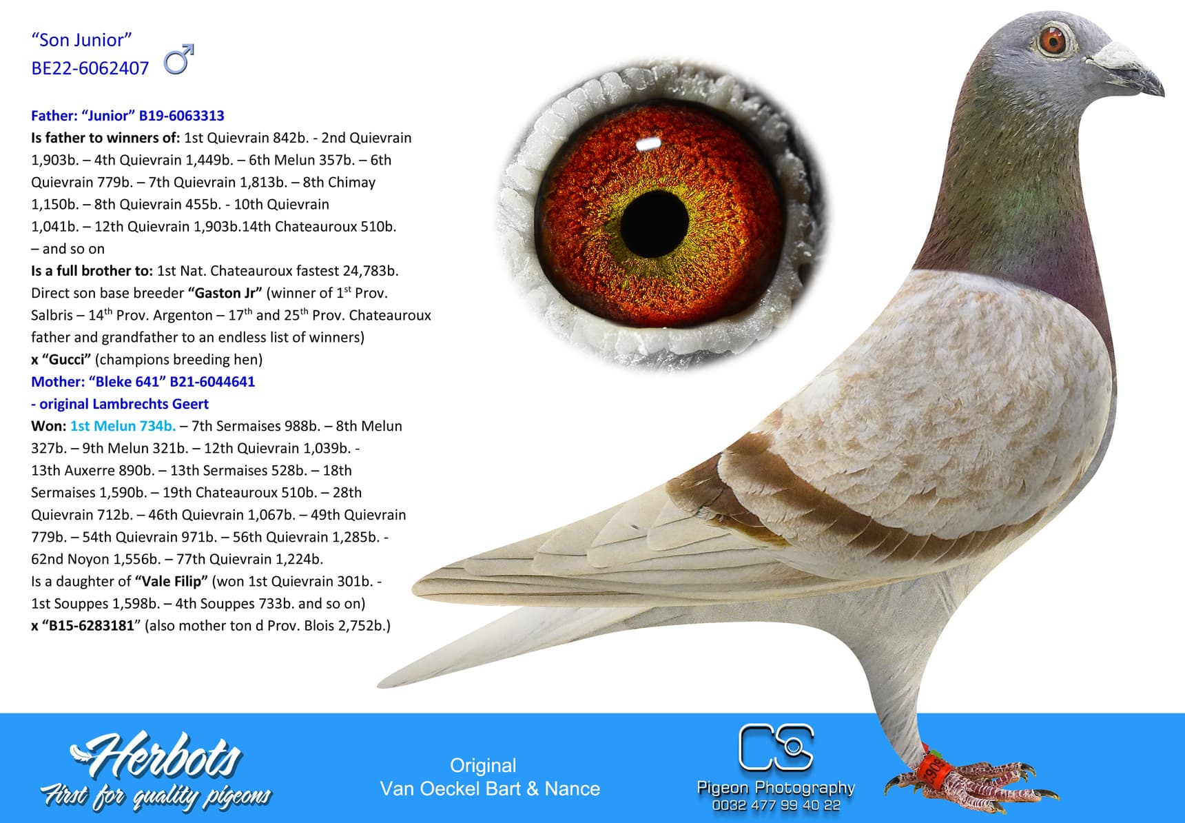 pigeon: undefined