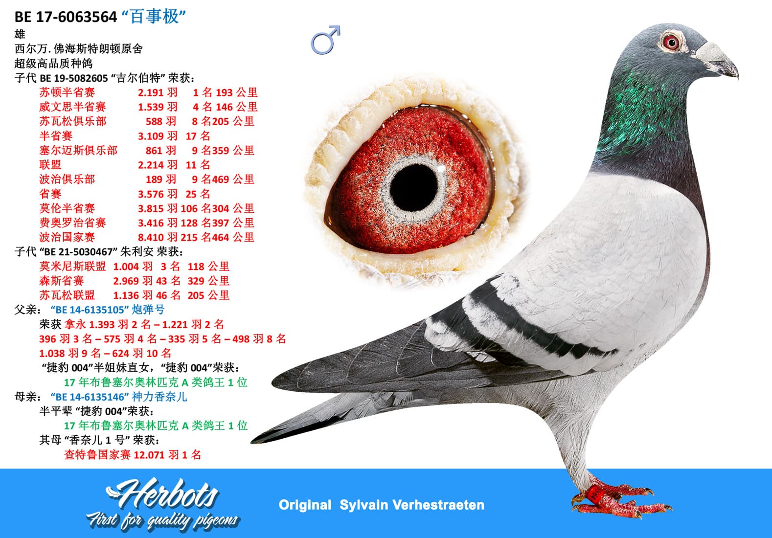 pigeon: undefined