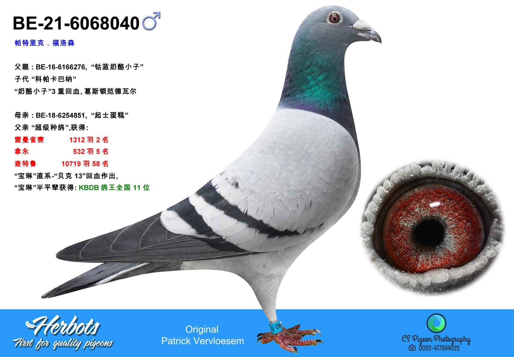 pigeon: Kaasboer Cobalt x Cheese Cake