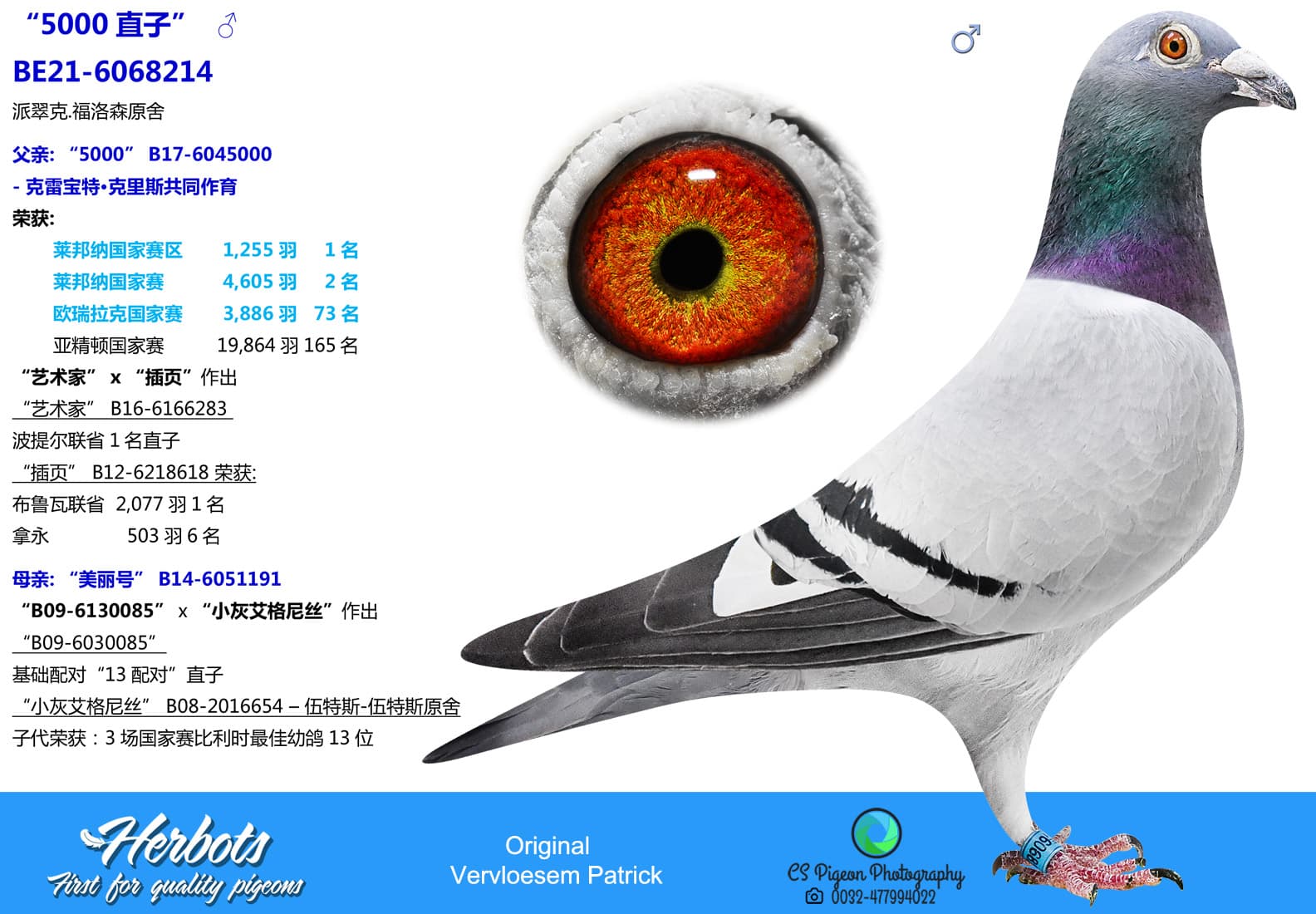 pigeon: undefined