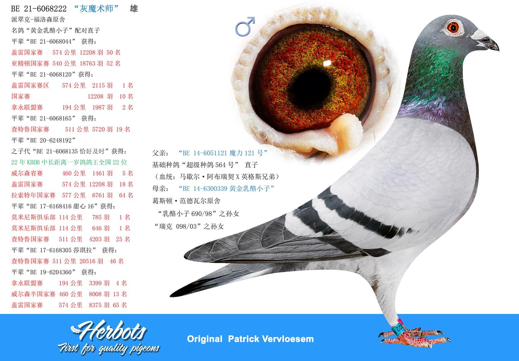 pigeon: undefined