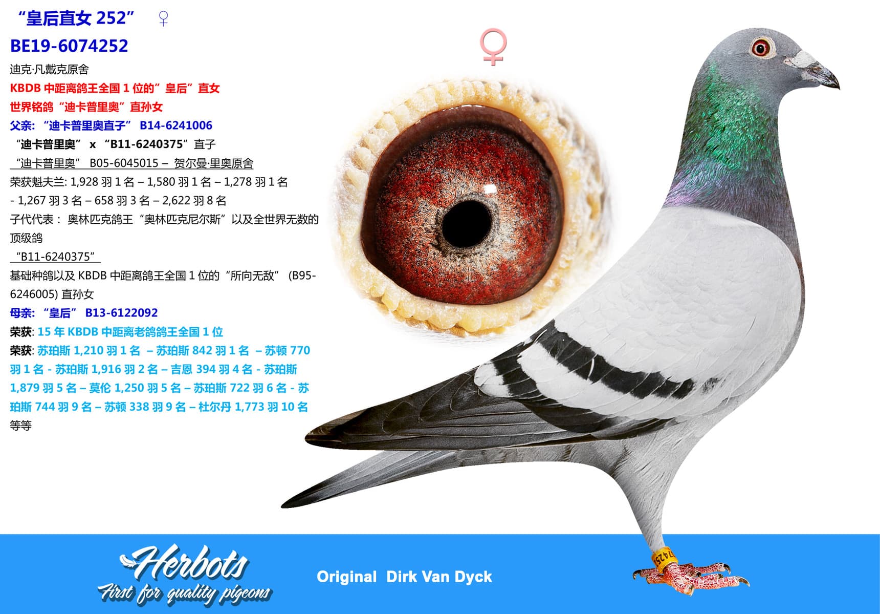 pigeon: undefined
