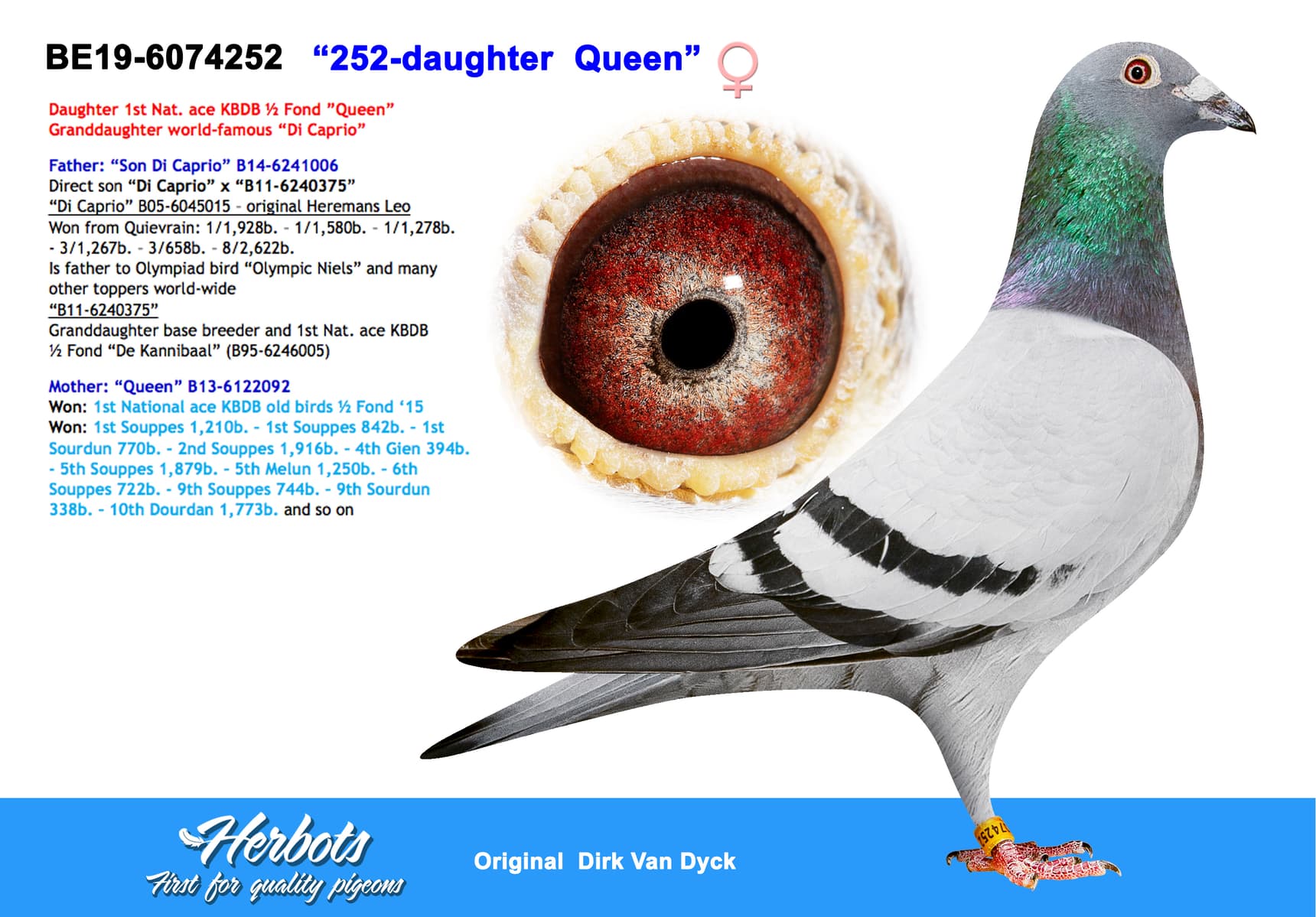 pigeon: undefined