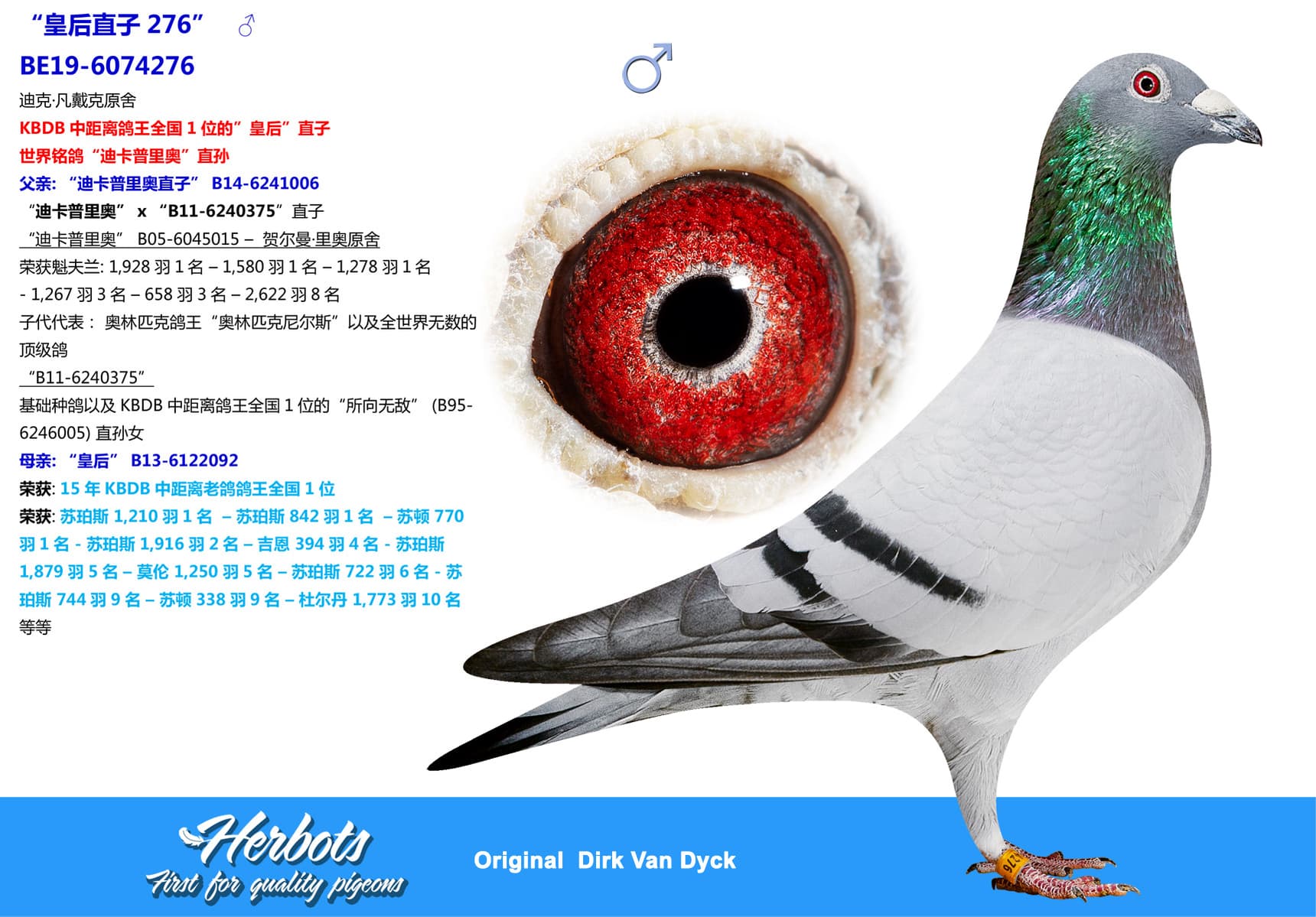 pigeon: undefined