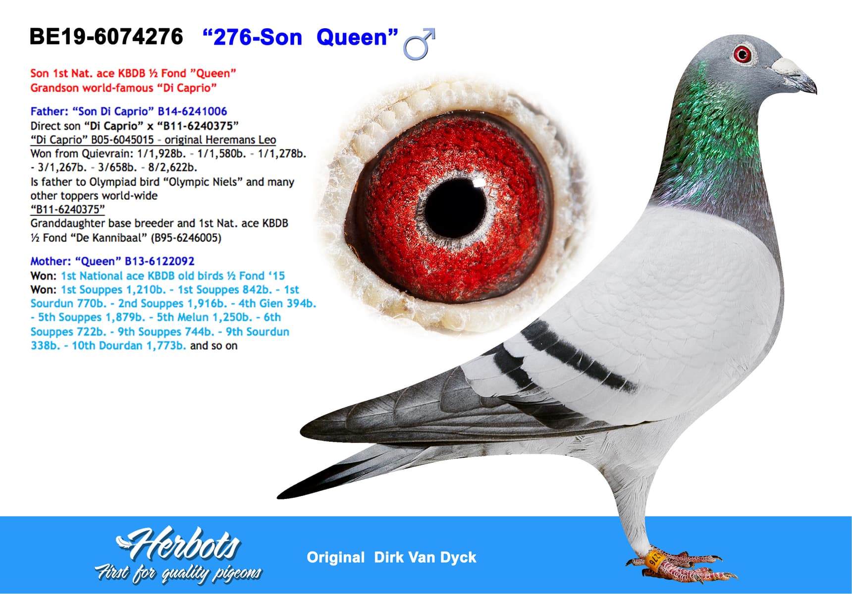 pigeon: undefined