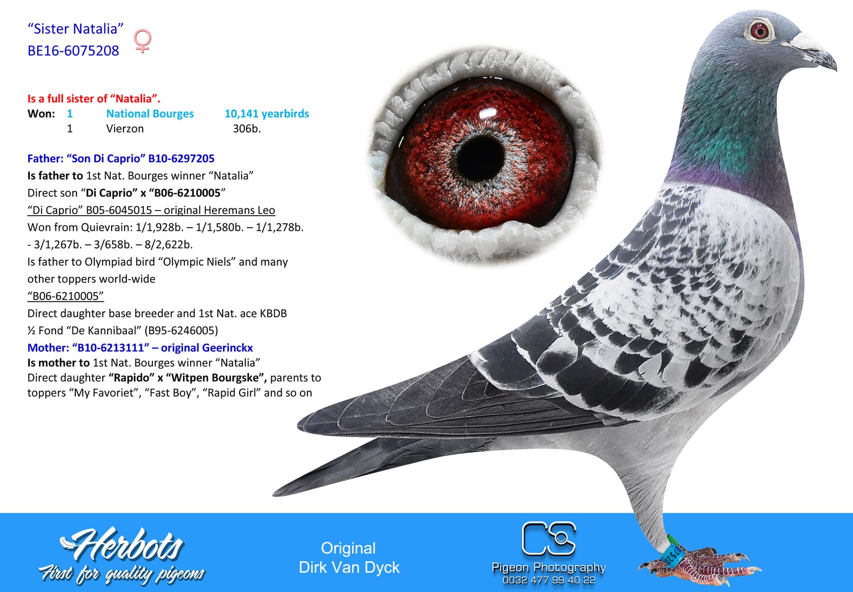 pigeon: undefined