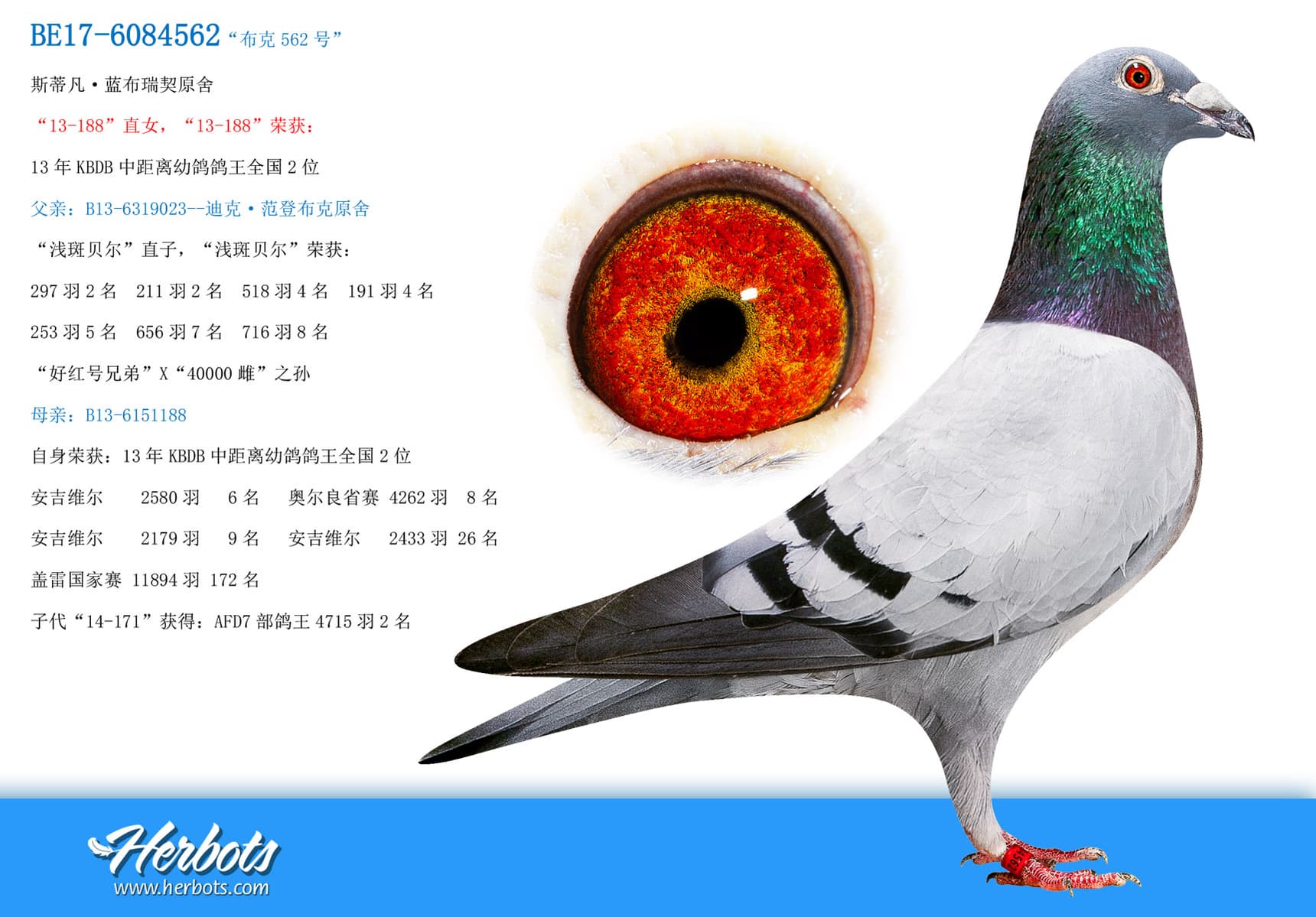 pigeon: undefined