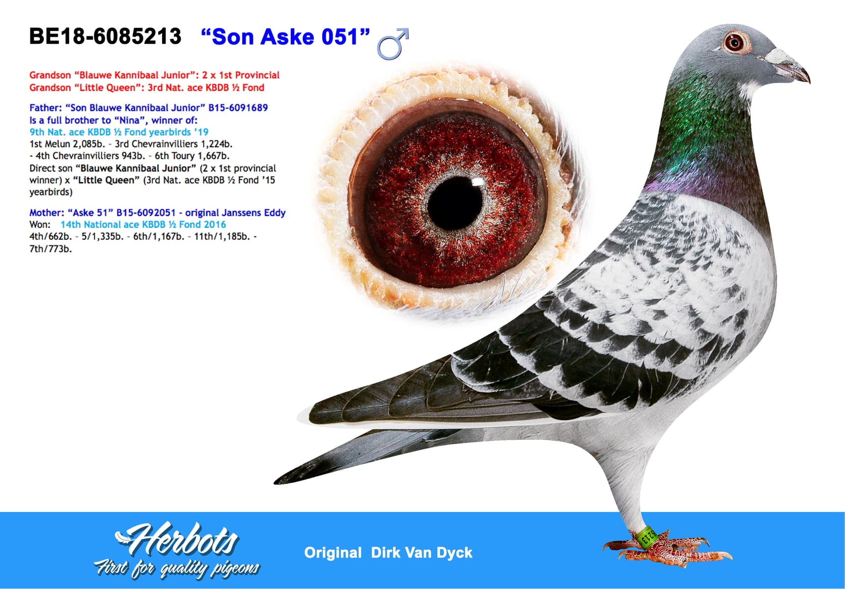 pigeon: undefined