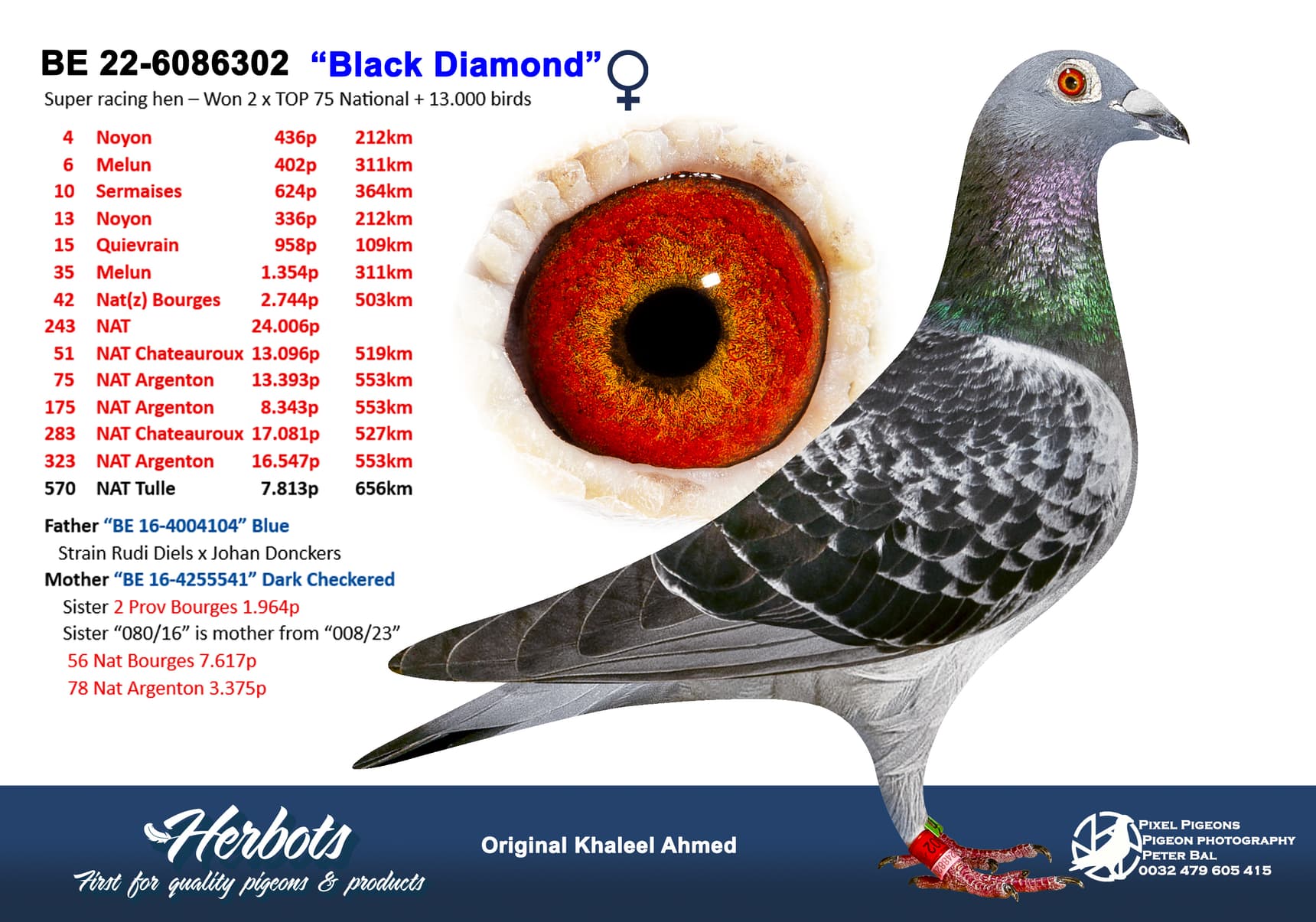 pigeon: undefined