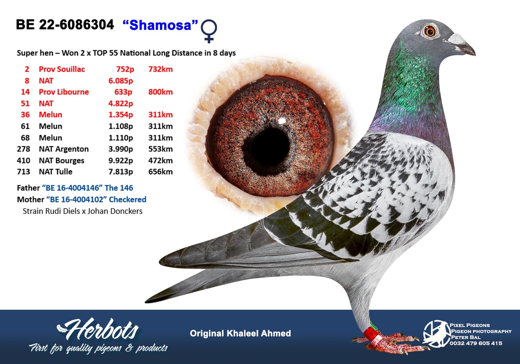 pigeon: undefined