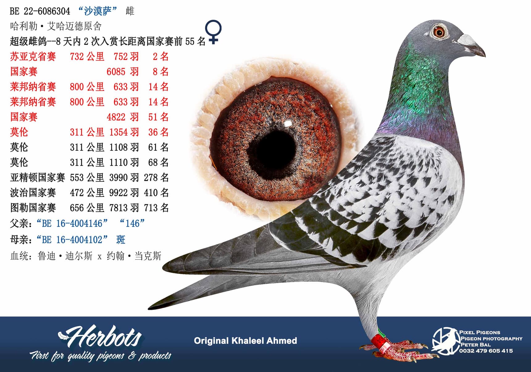 pigeon: undefined