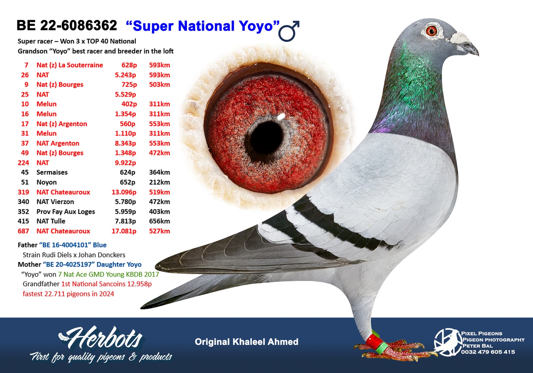 pigeon: undefined