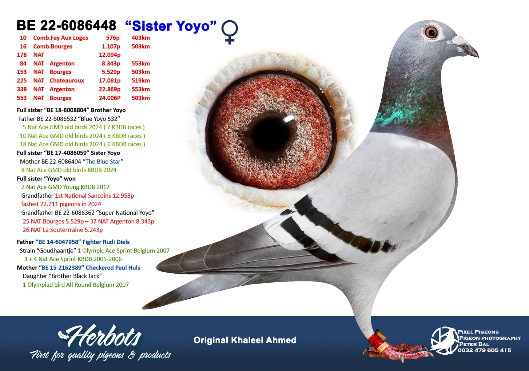 pigeon: undefined