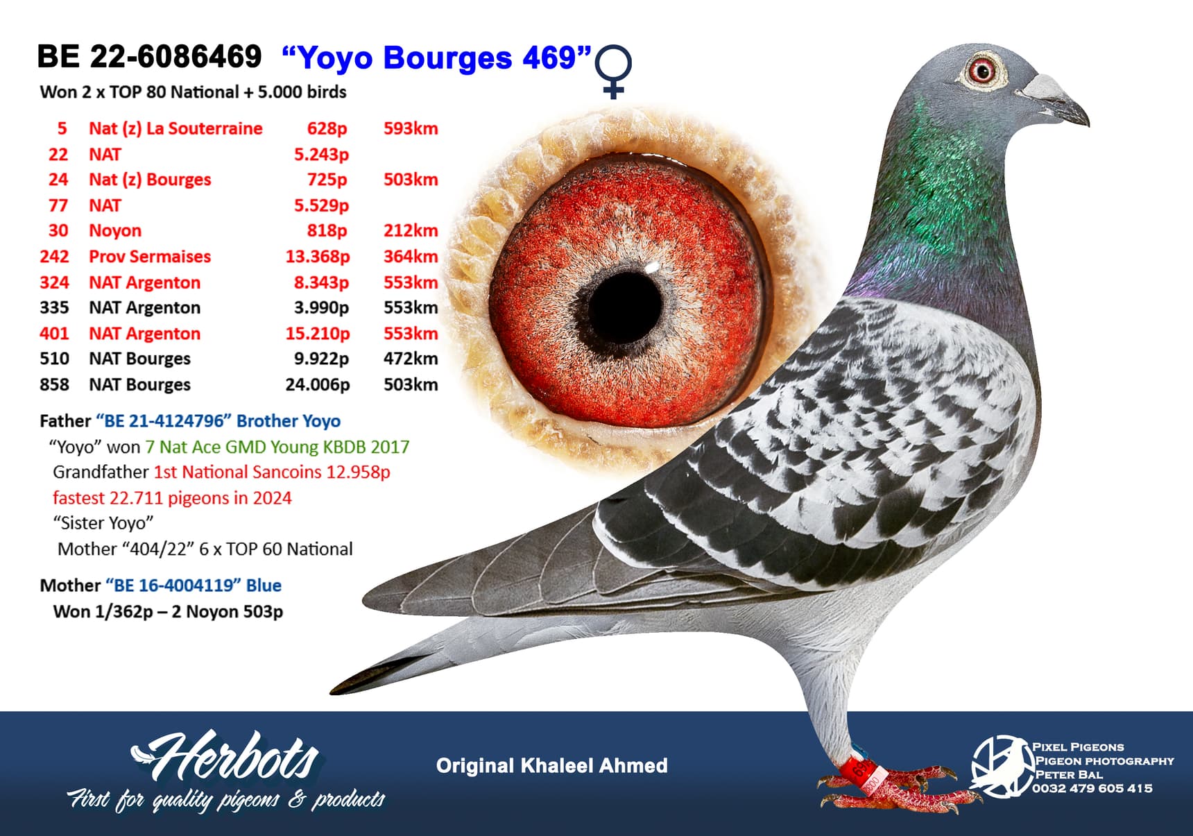 pigeon: undefined