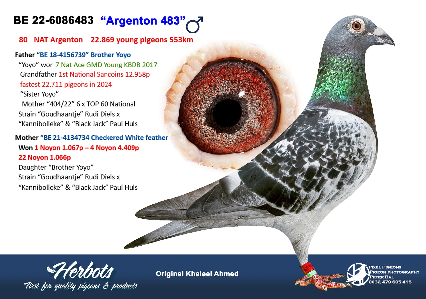 pigeon: undefined