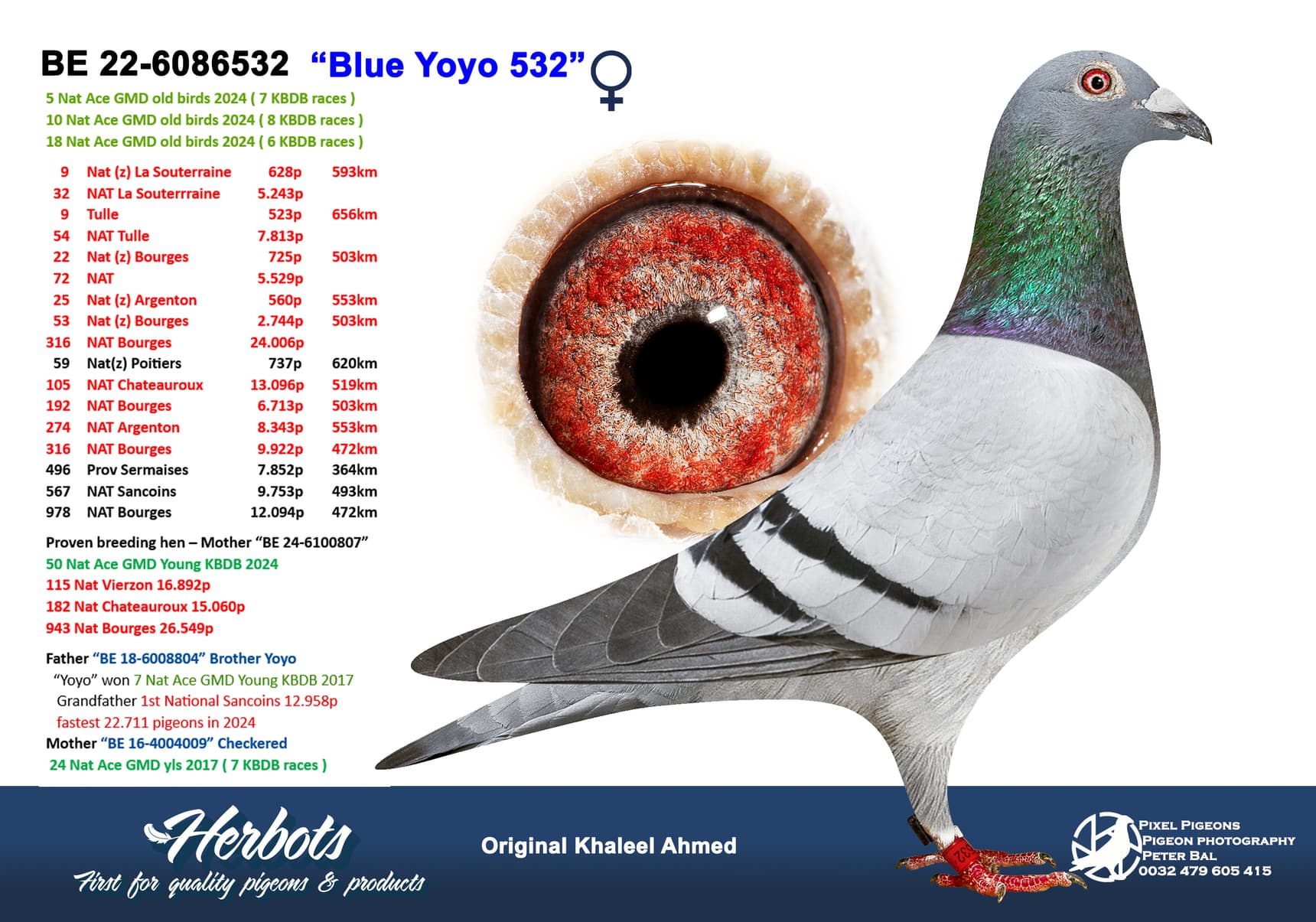 pigeon: undefined