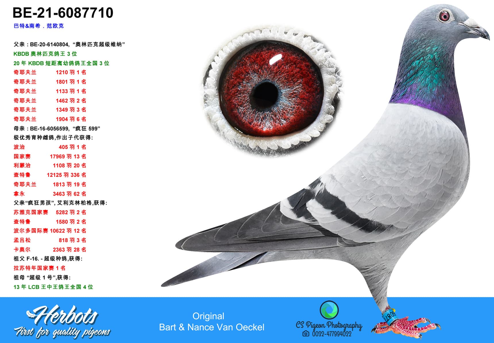 pigeon: Olympic Super Werner x Crazy 599