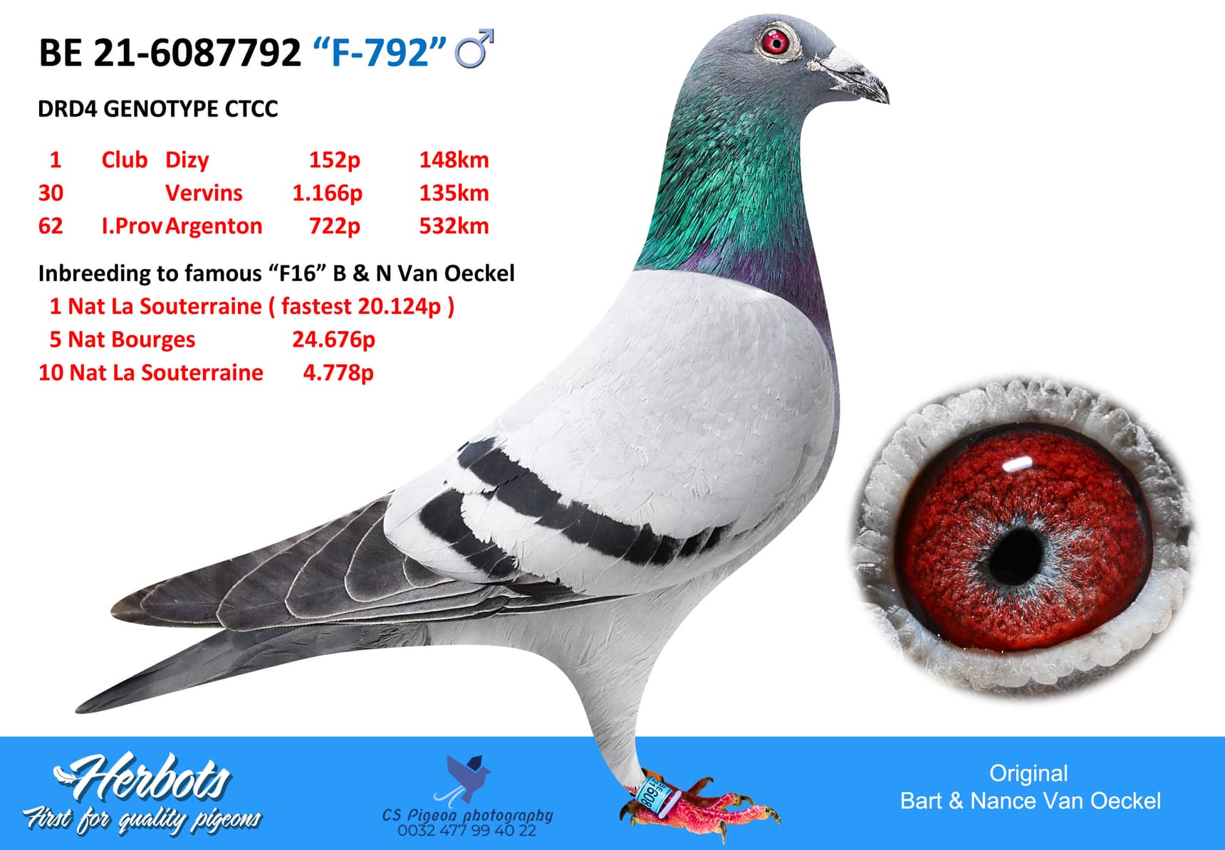 pigeon: undefined