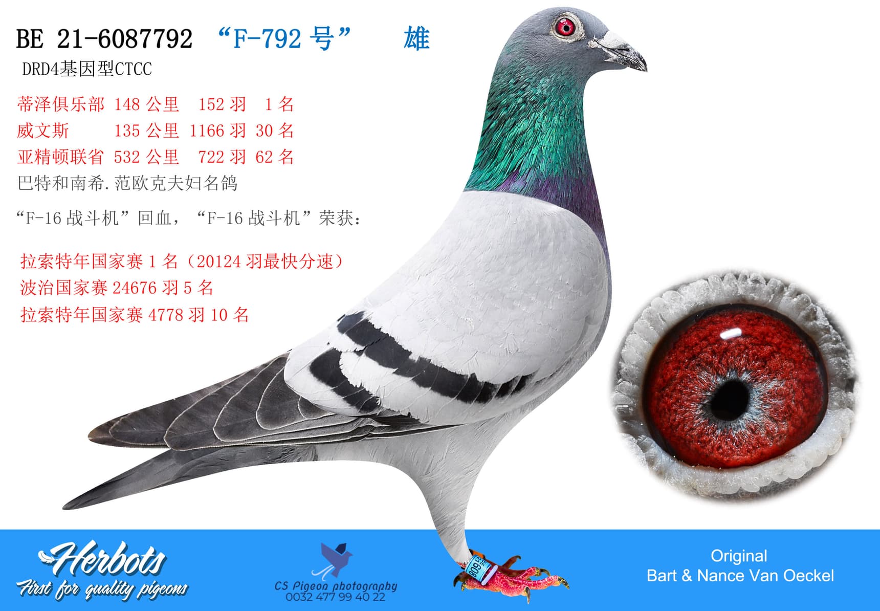pigeon: undefined
