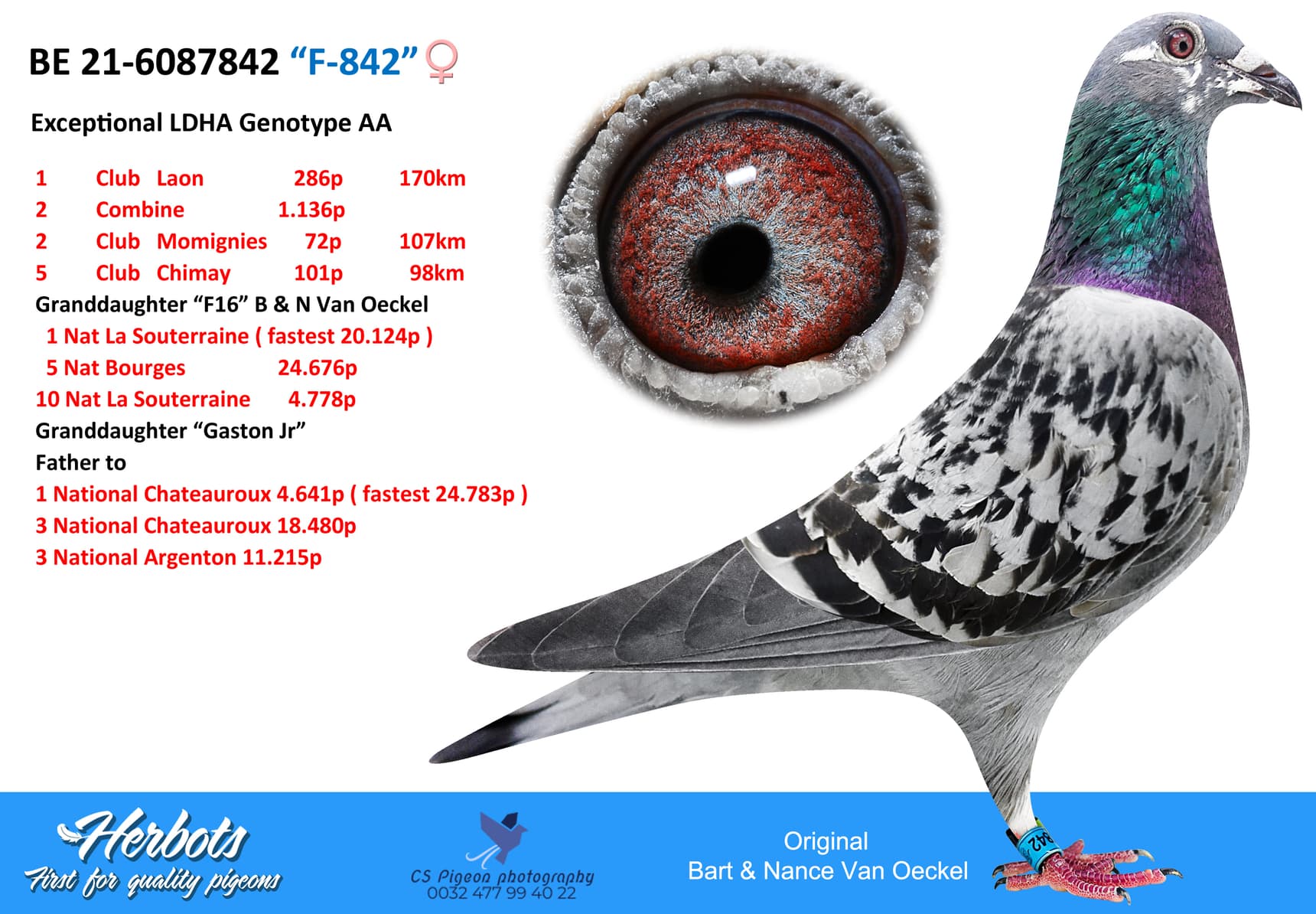 pigeon: undefined