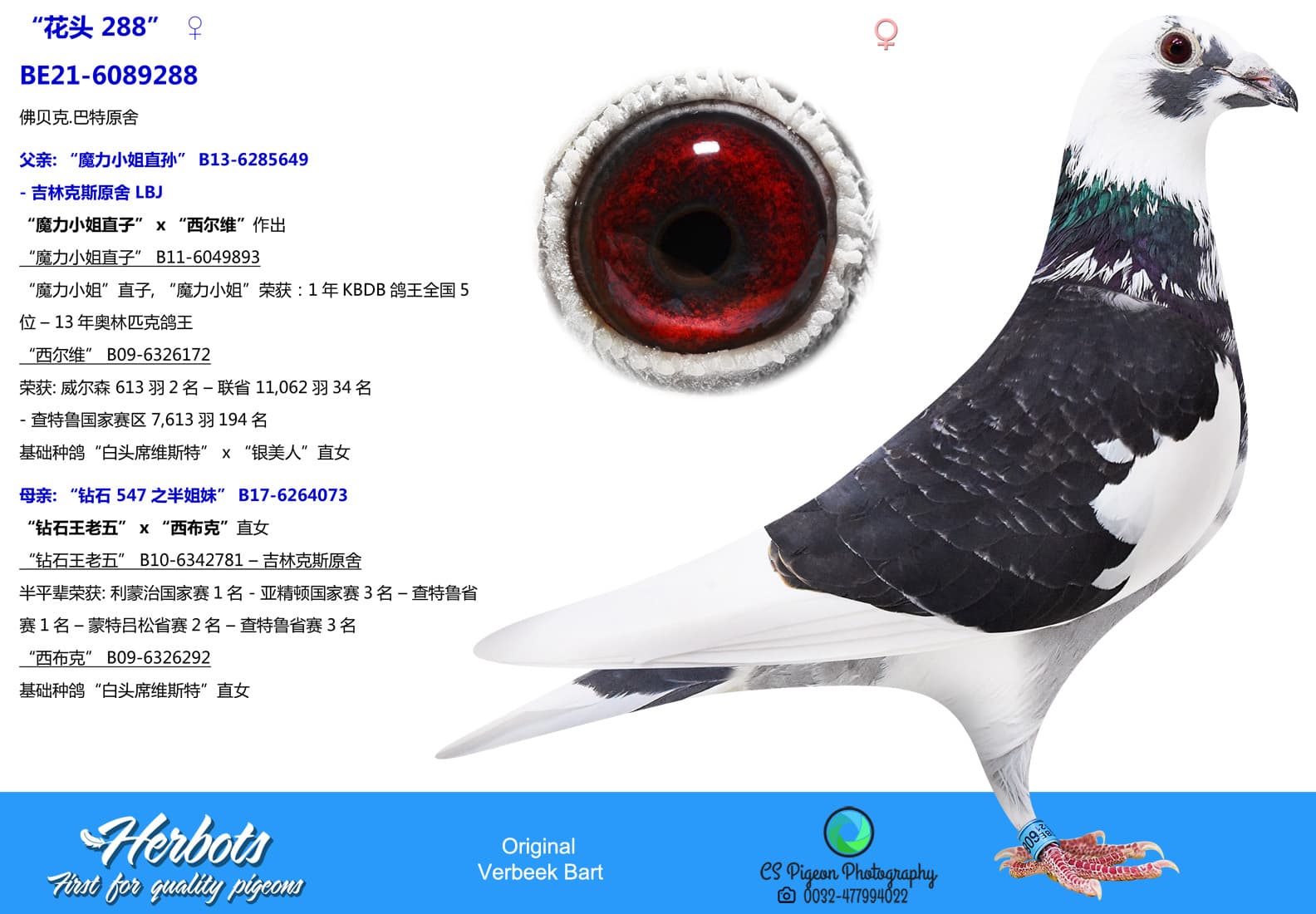 pigeon: undefined