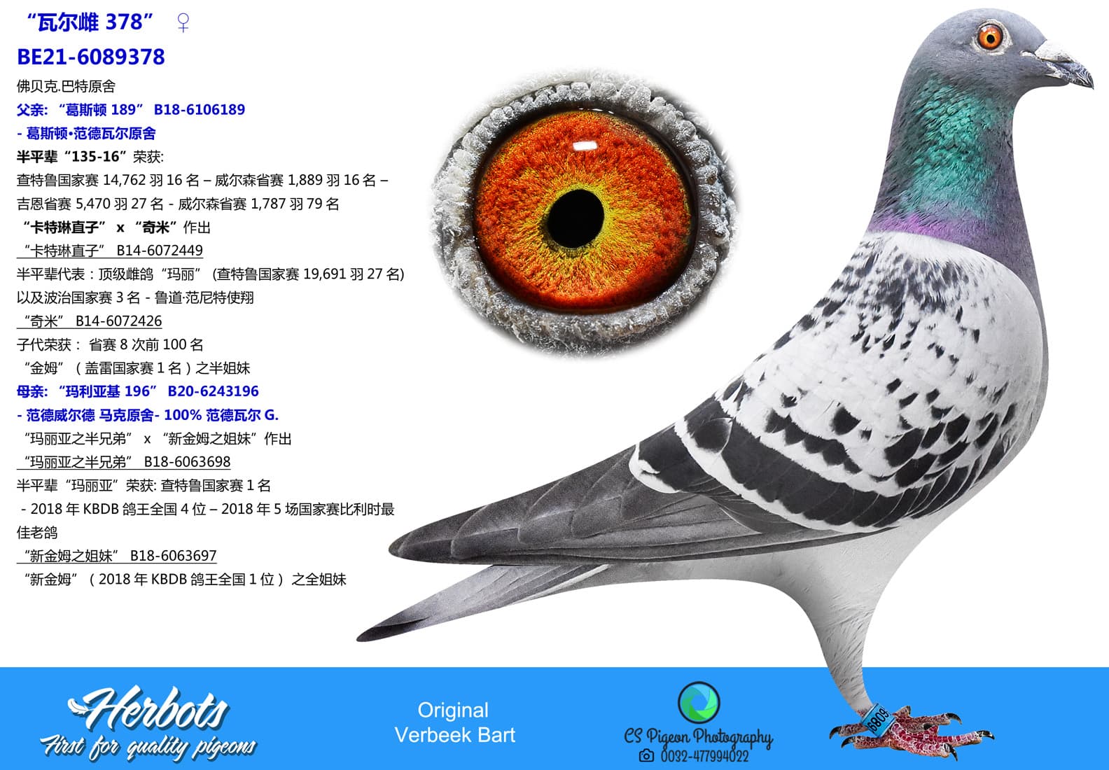 pigeon: undefined