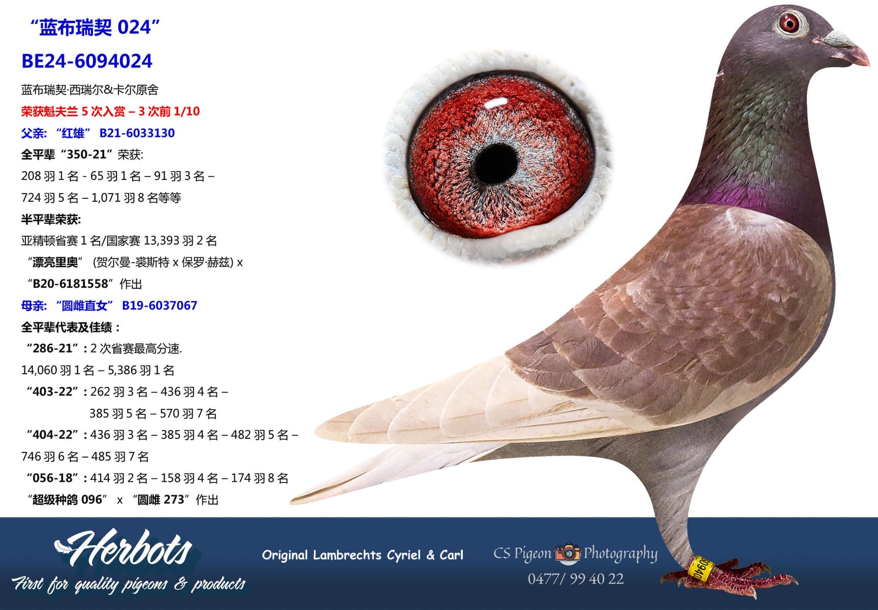 pigeon: undefined