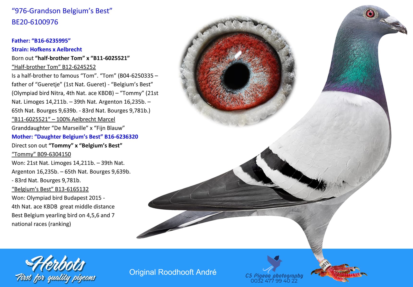 pigeon: undefined