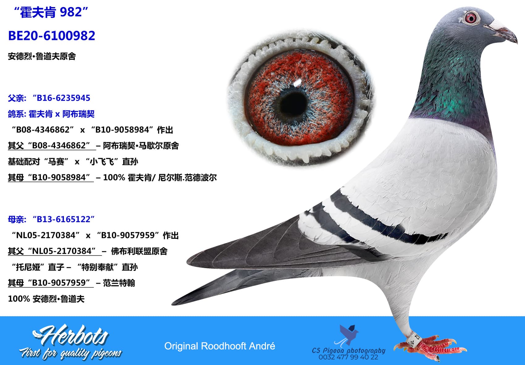 pigeon: undefined