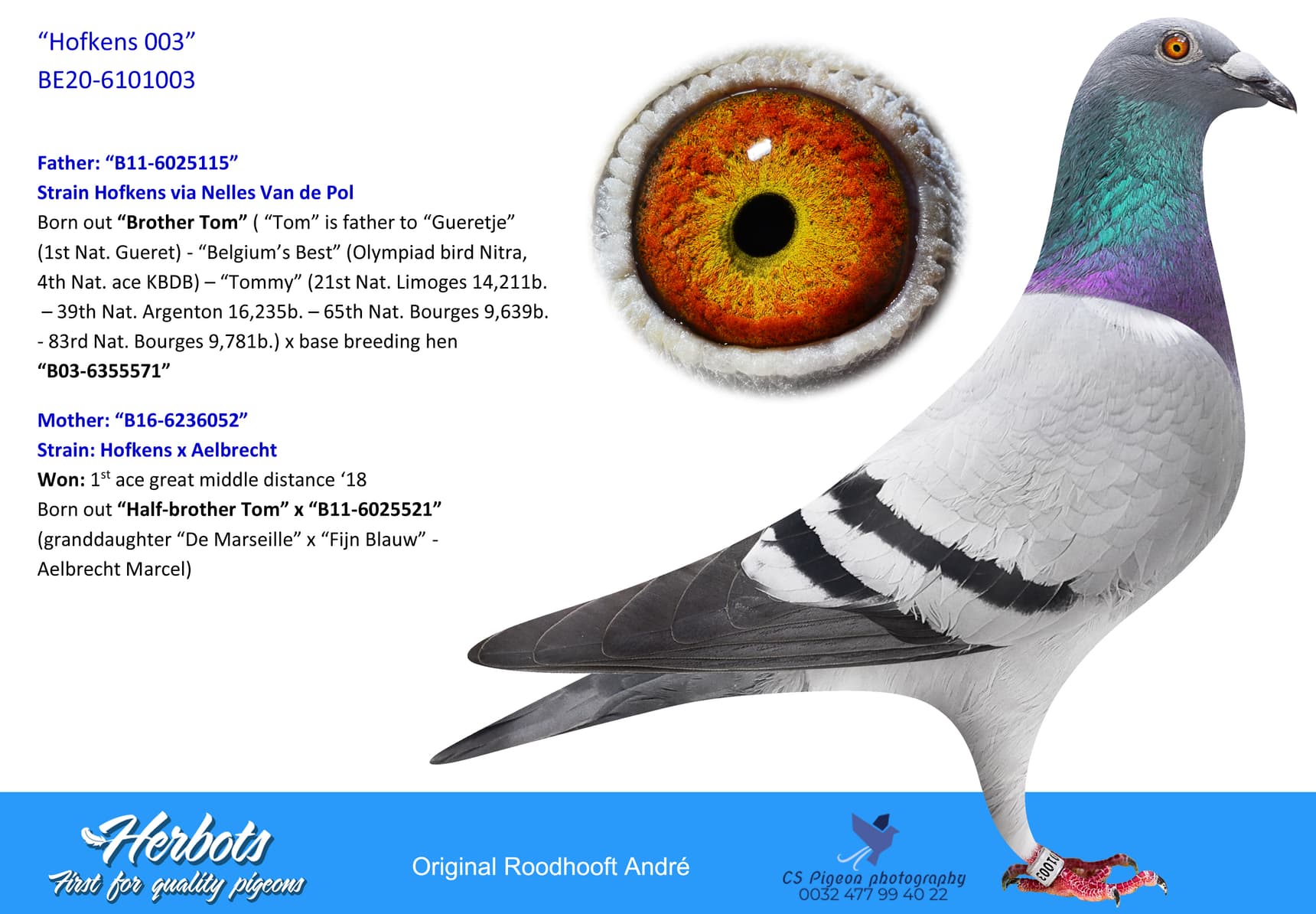 pigeon: undefined