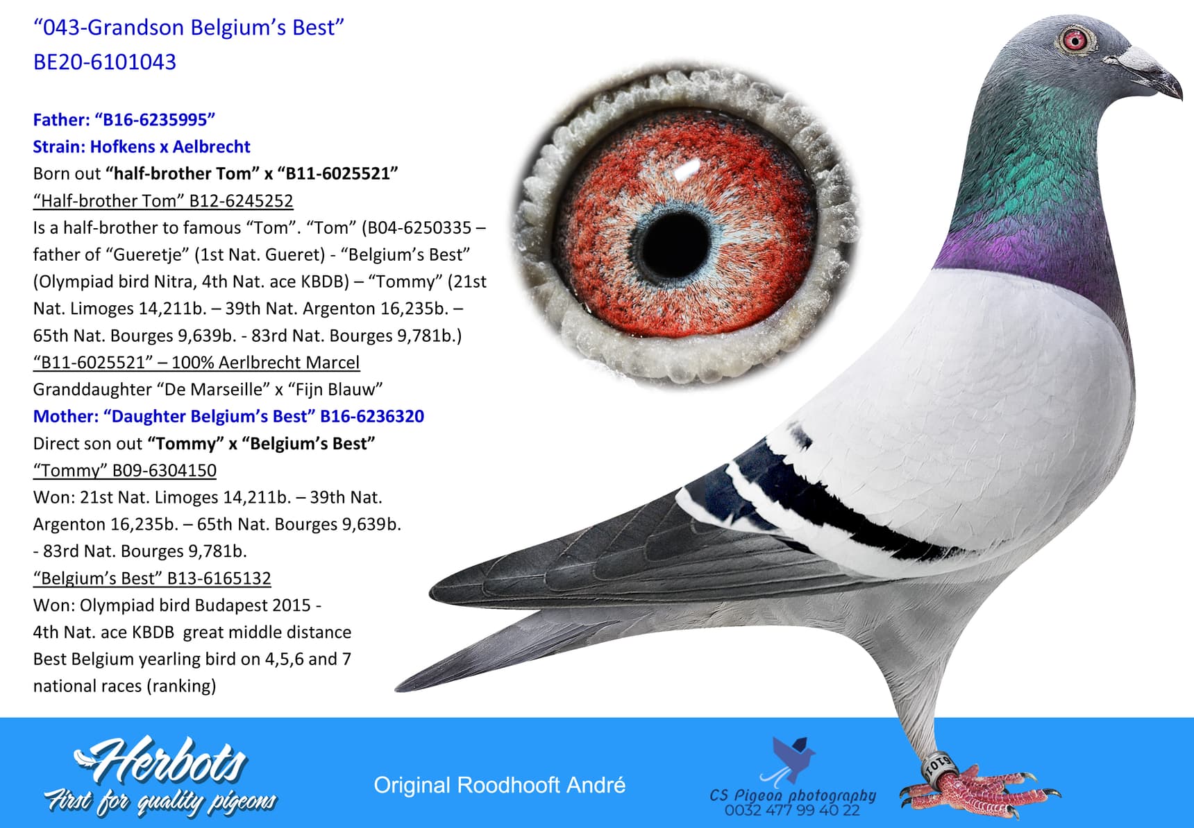 pigeon: undefined