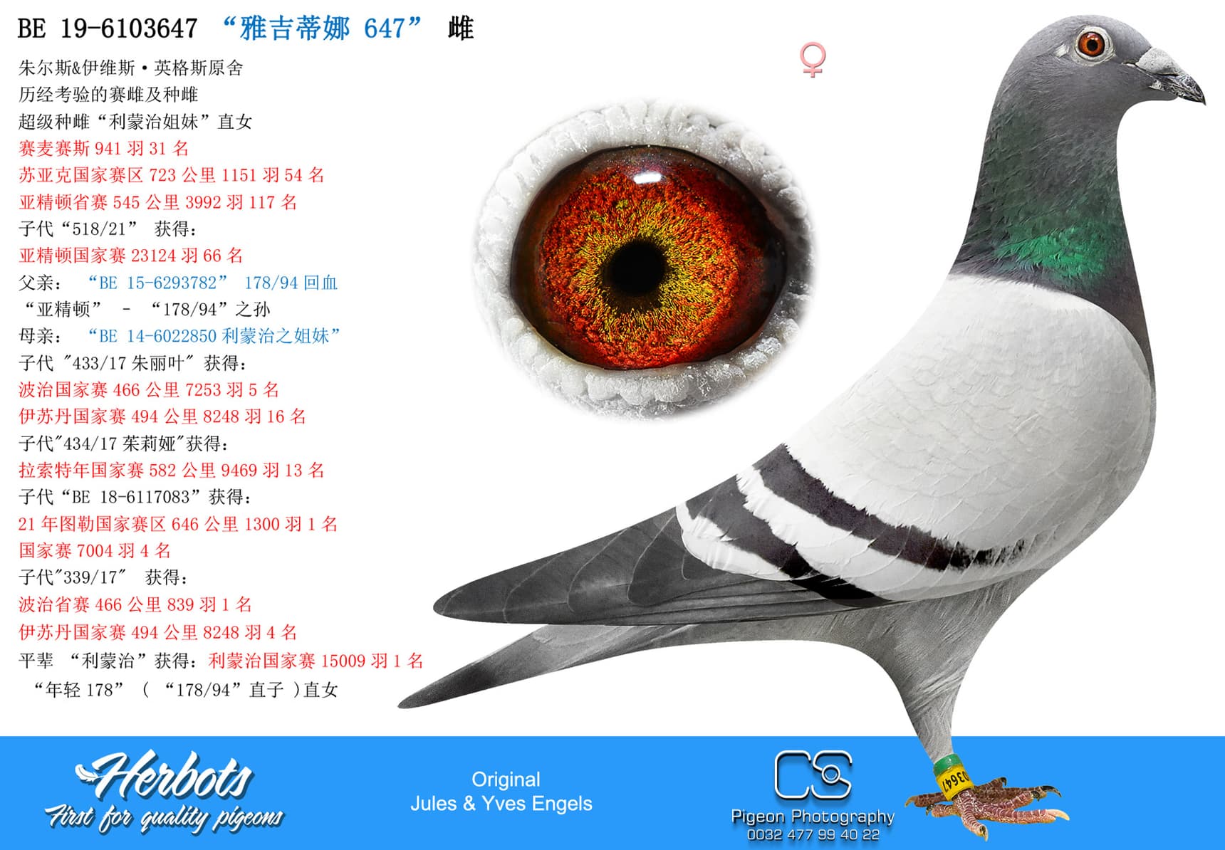 pigeon: undefined