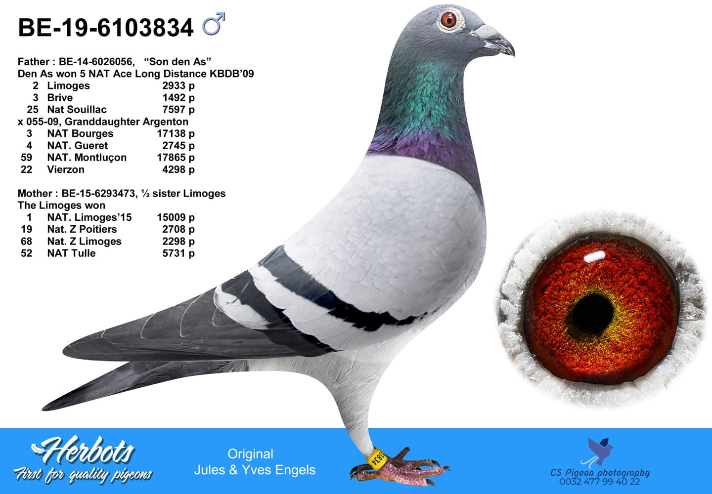 pigeon: undefined