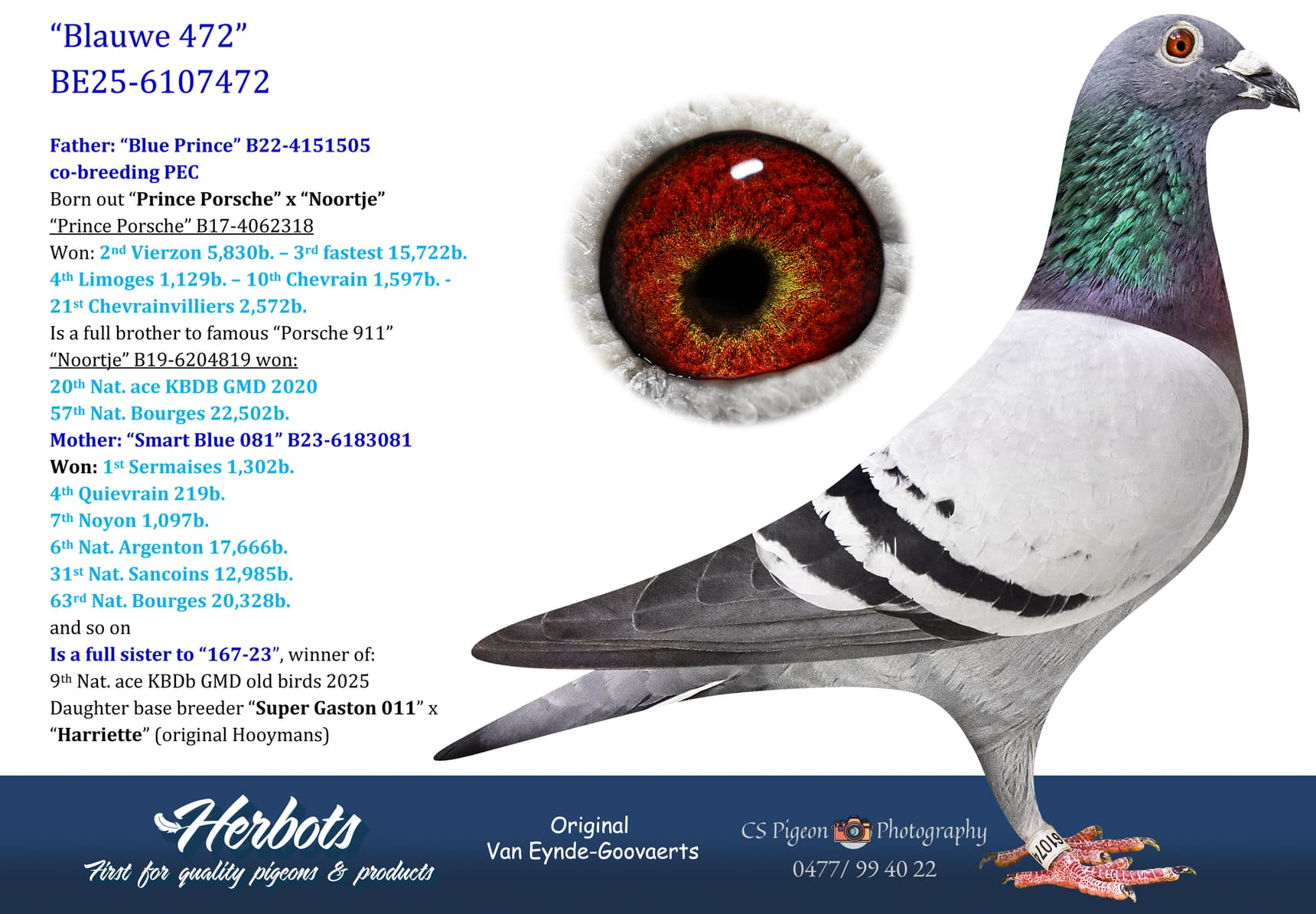pigeon: undefined