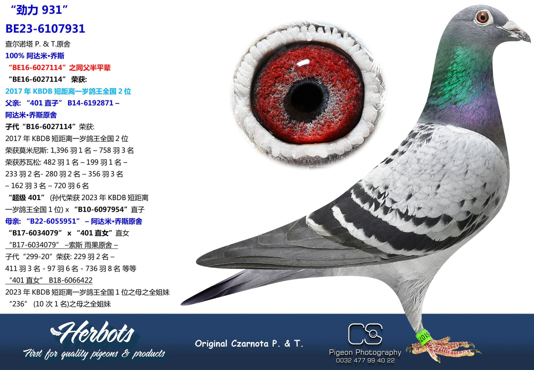 pigeon: undefined