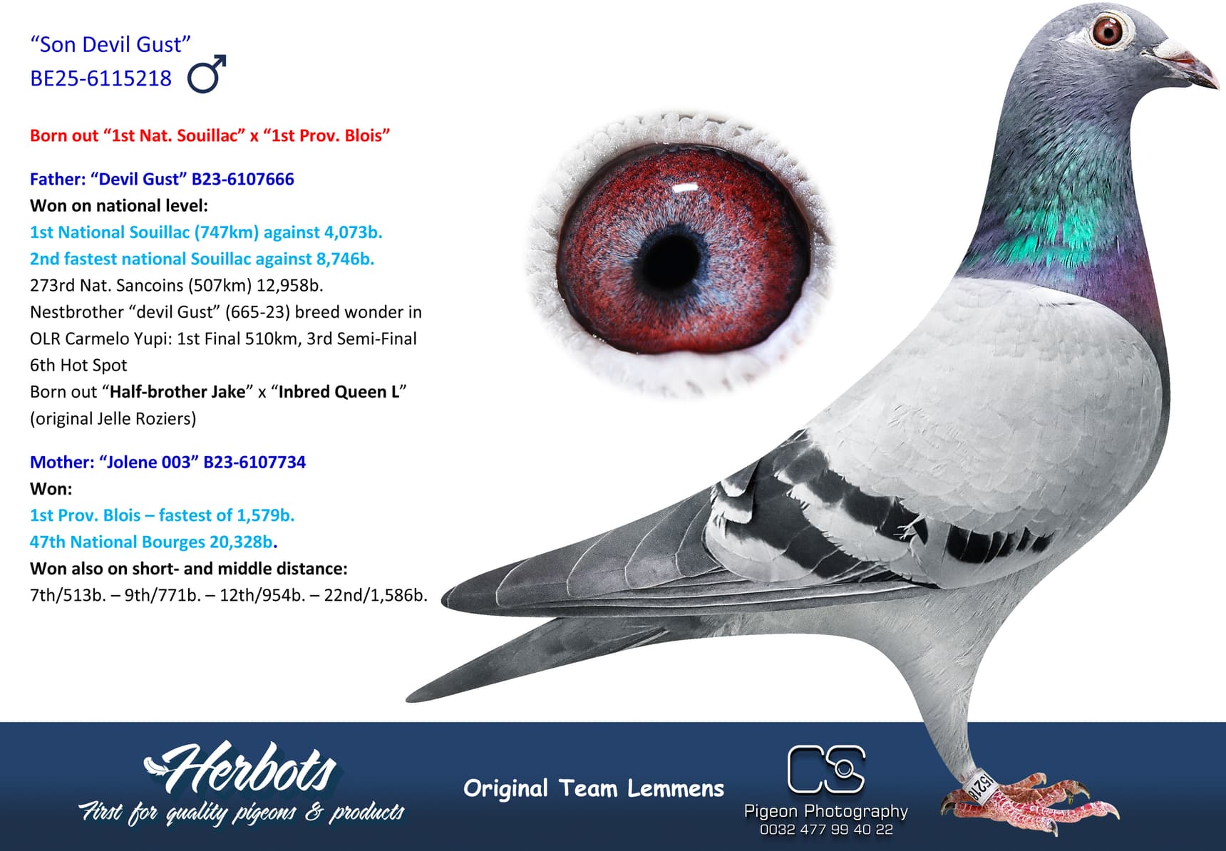 pigeon: undefined