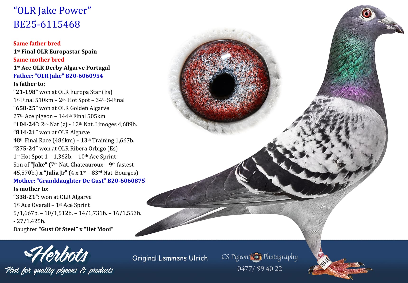 pigeon: undefined