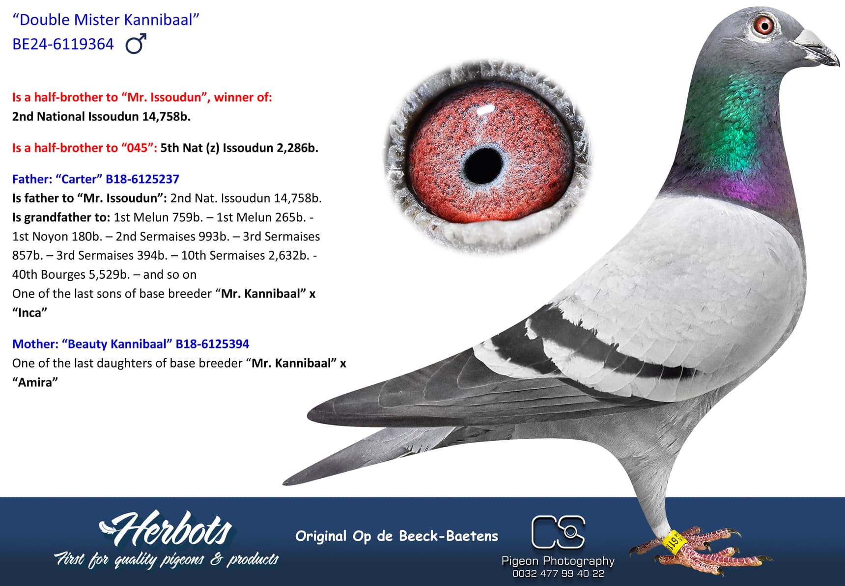 pigeon: undefined