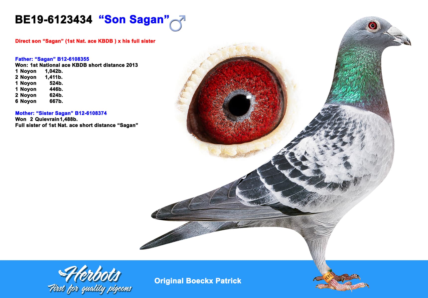 pigeon: undefined