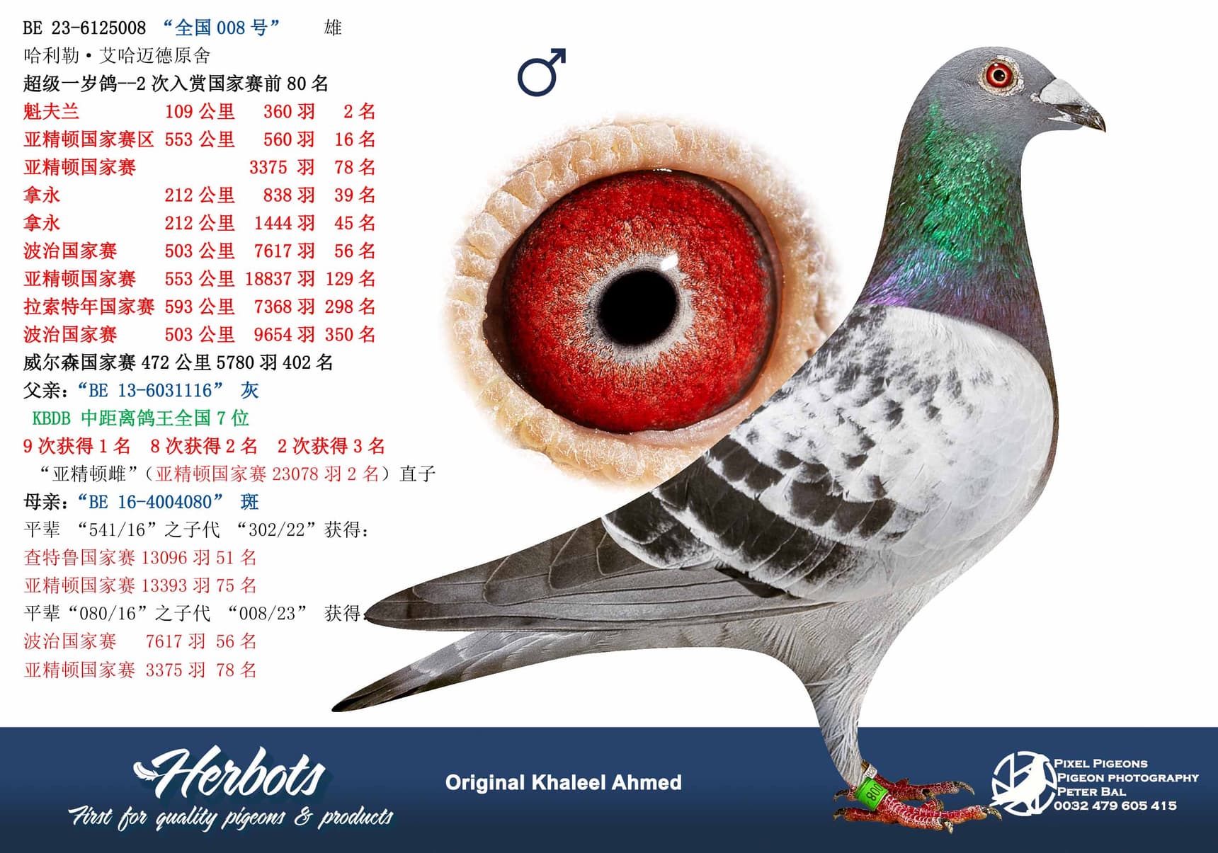 pigeon: undefined