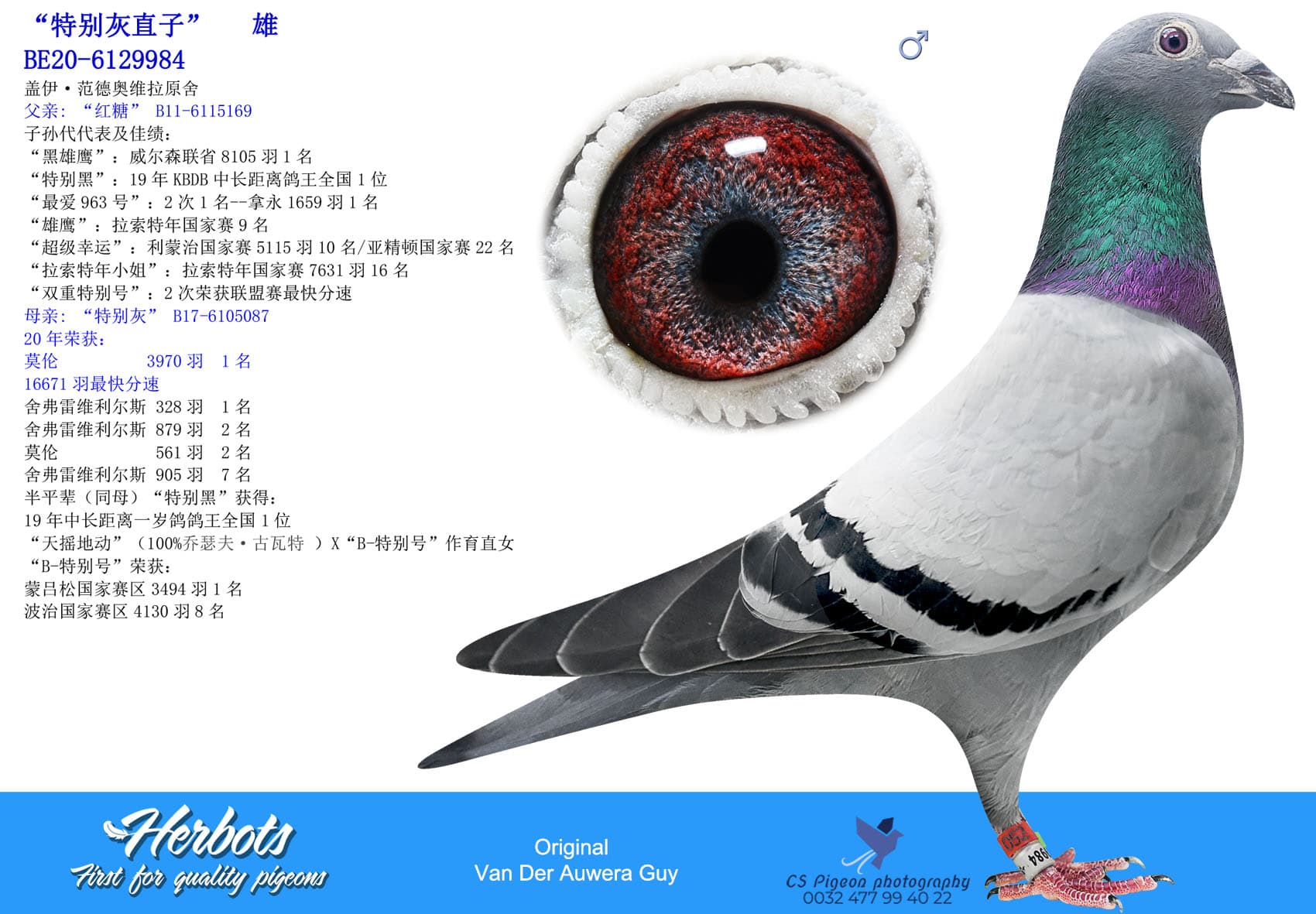 pigeon: undefined