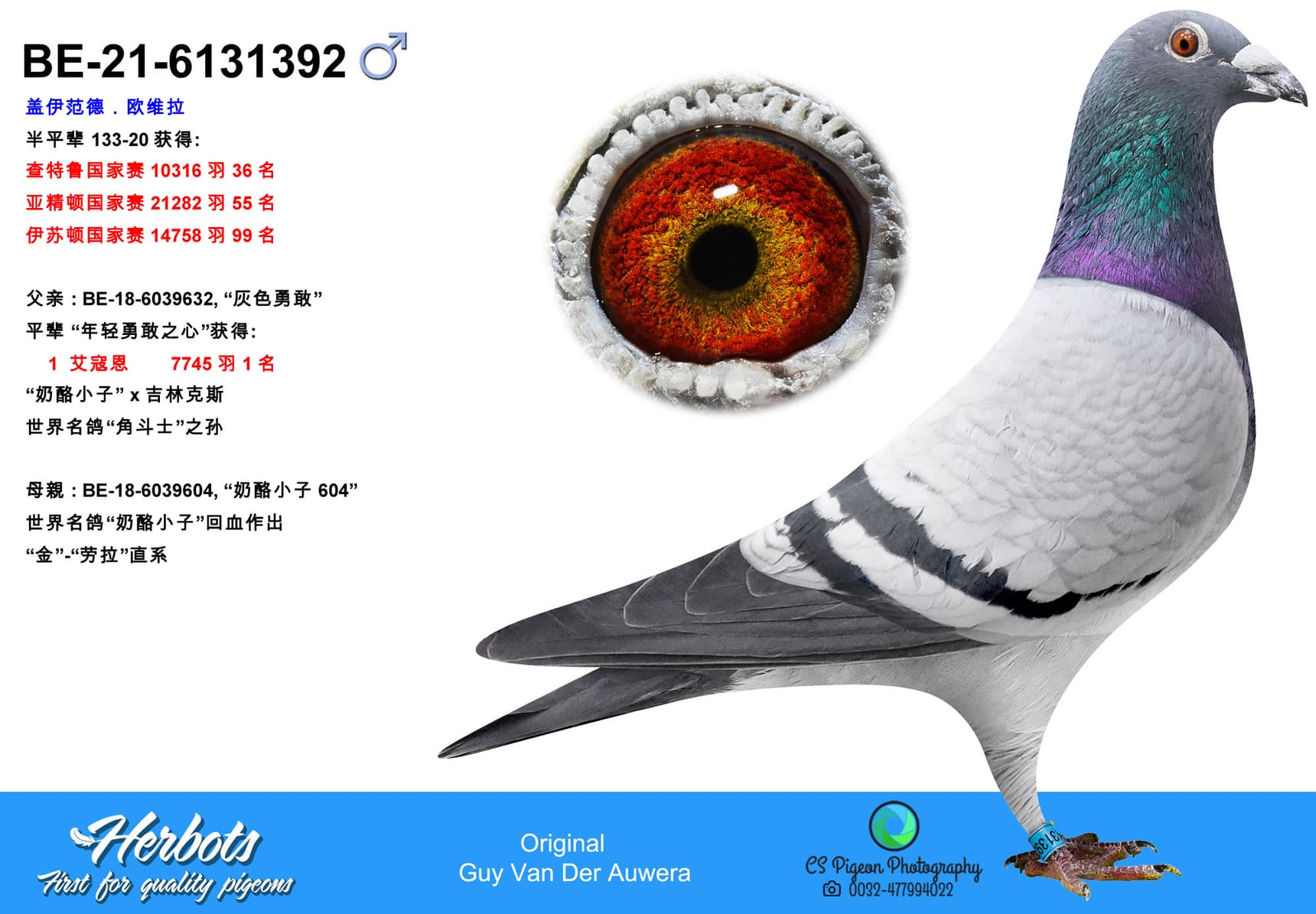 pigeon: Half brother 133