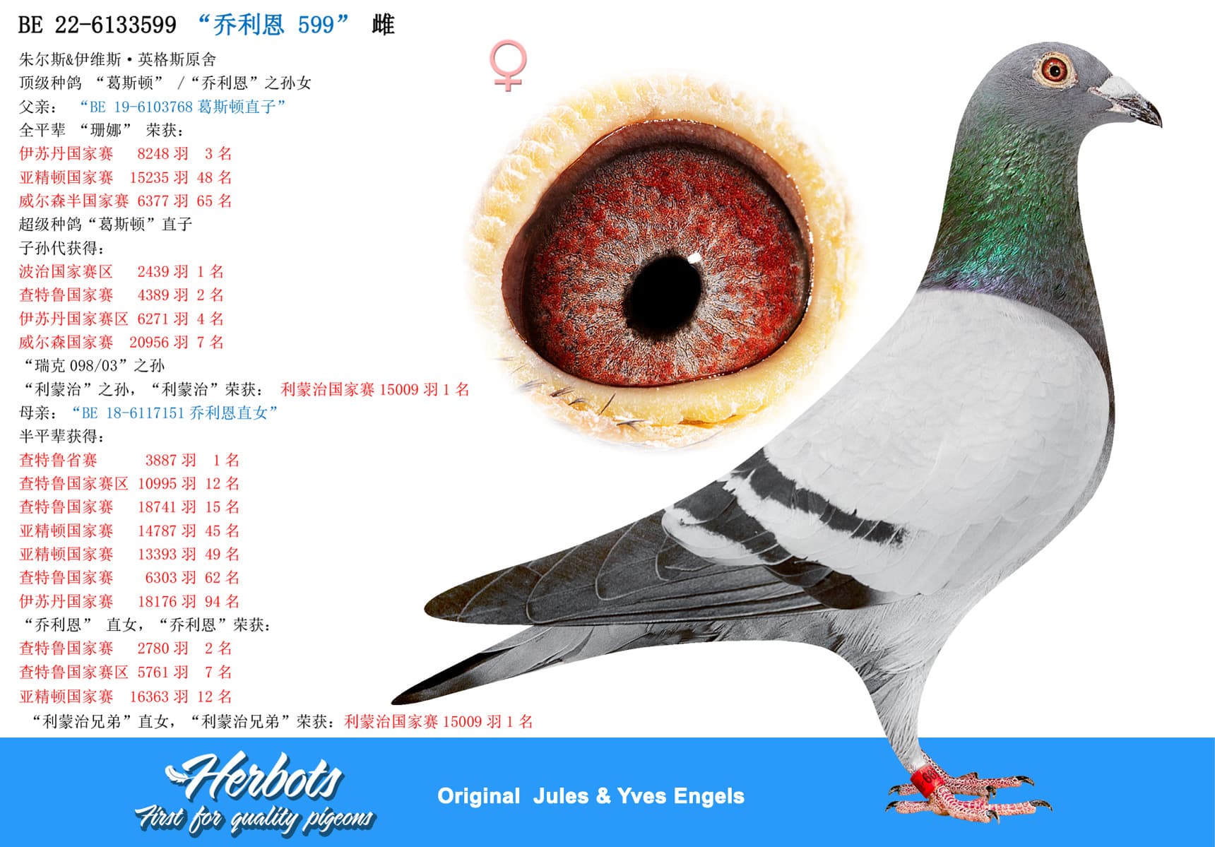 pigeon: undefined