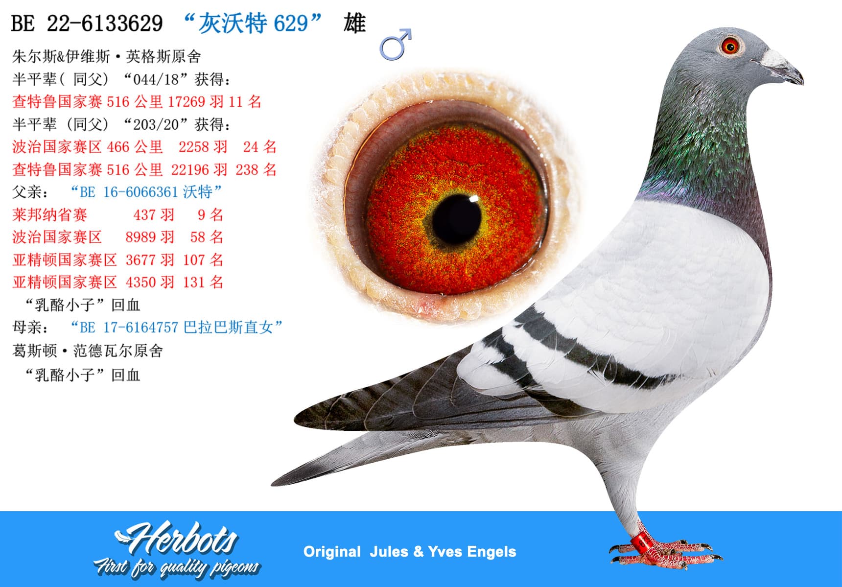 pigeon: undefined