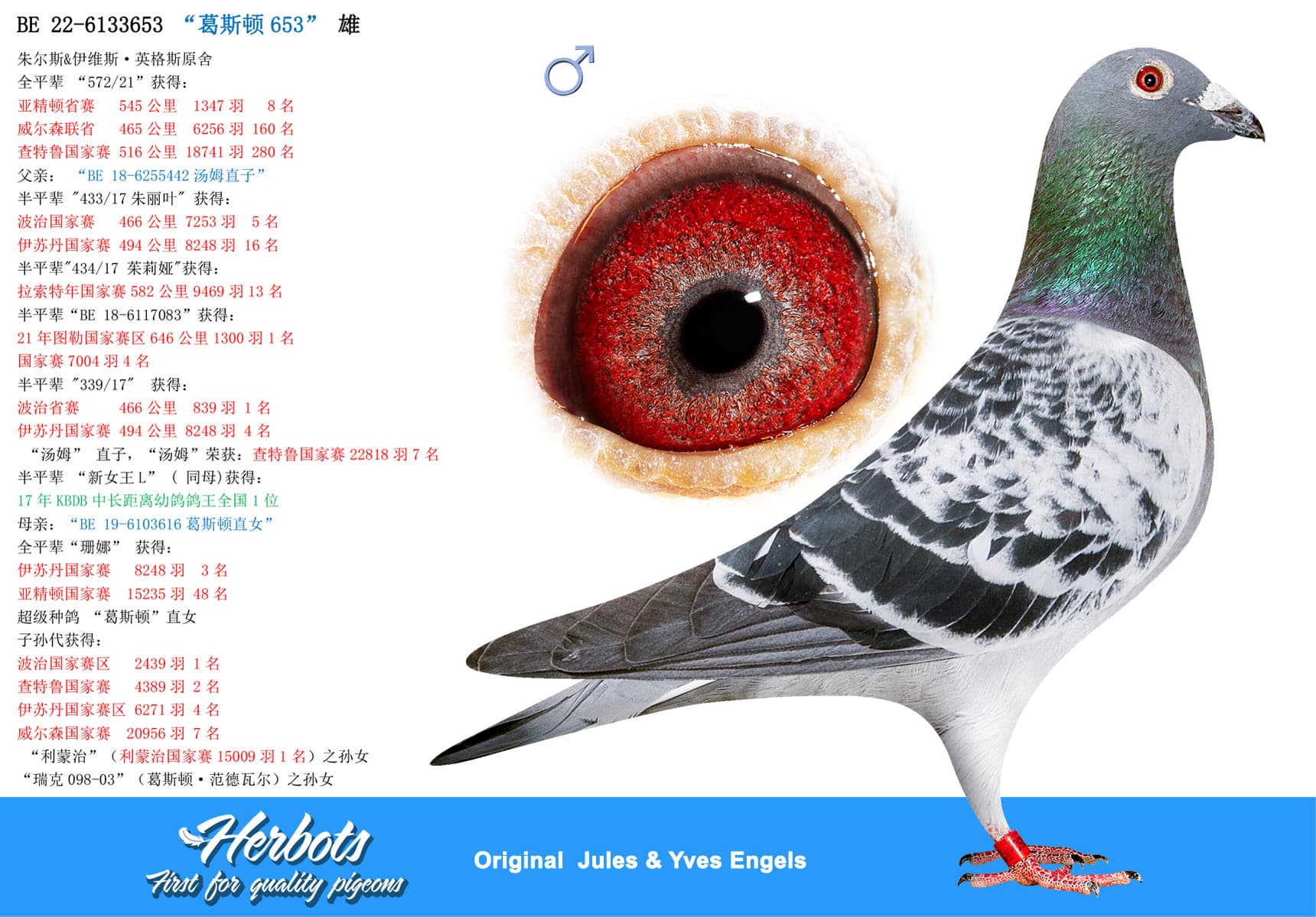 pigeon: undefined