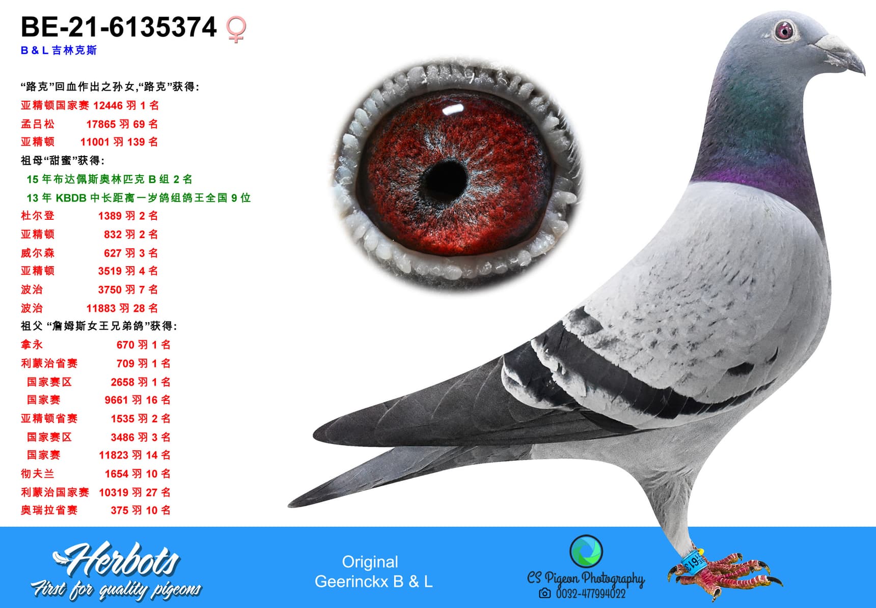 pigeon: undefined