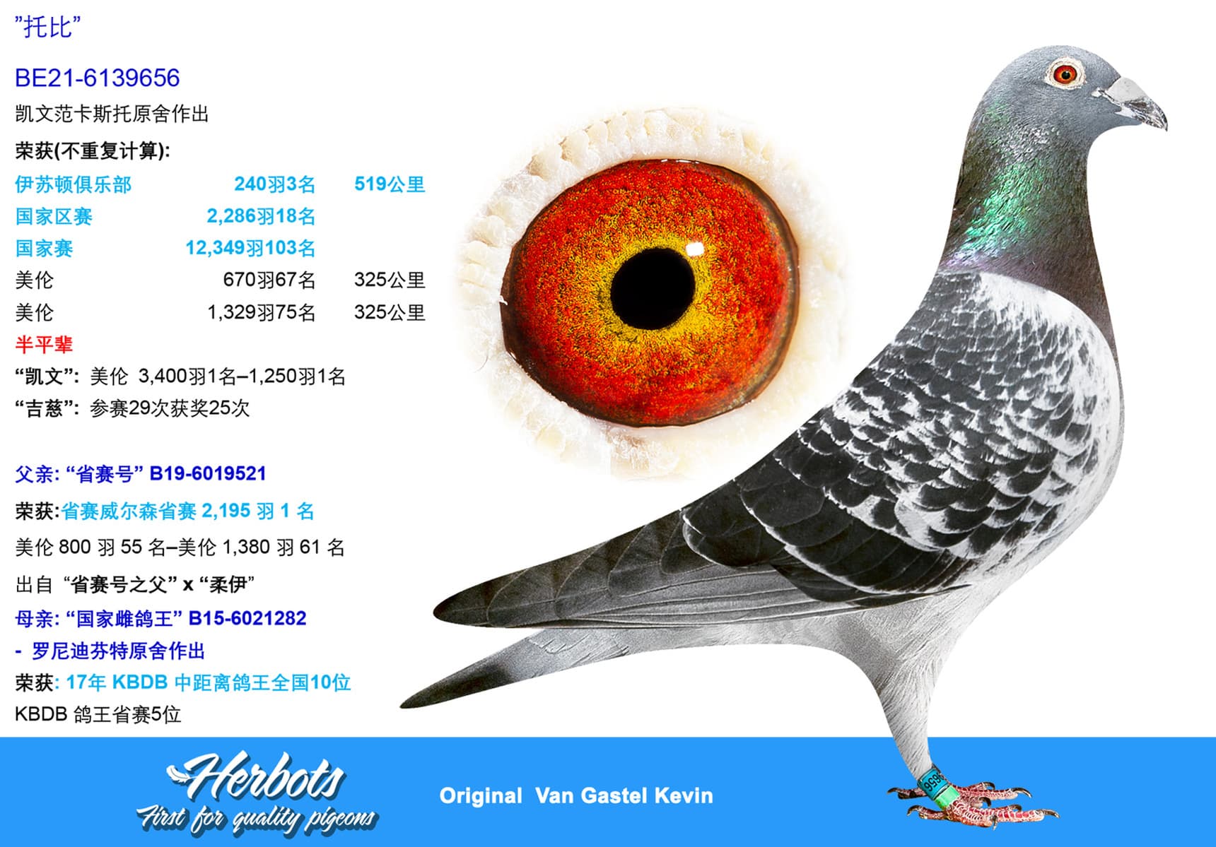 pigeon: undefined