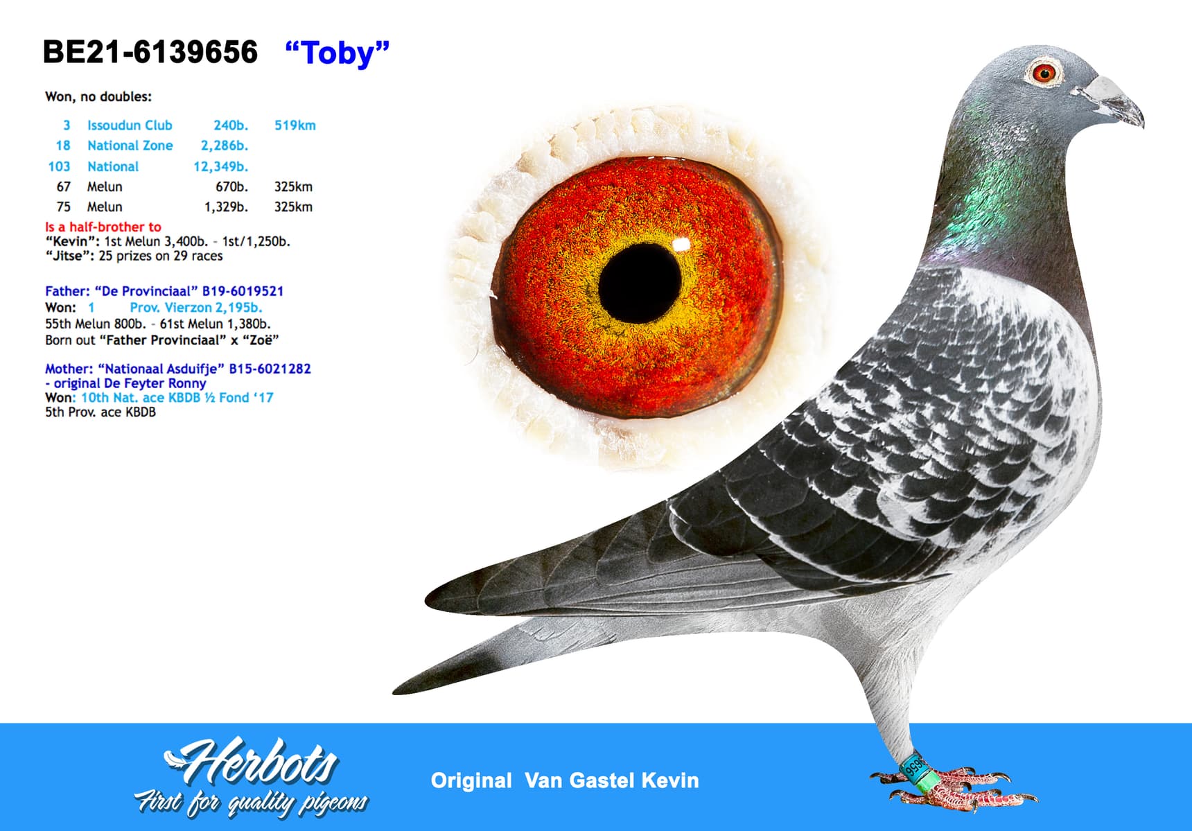 pigeon: undefined