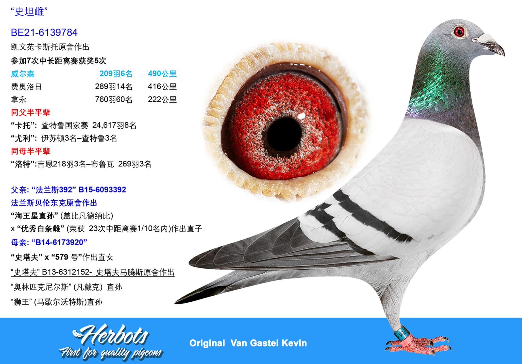 pigeon: undefined